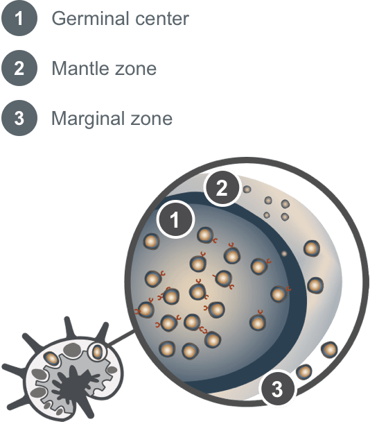 Lymph node where mantle cell lymphoma develops.